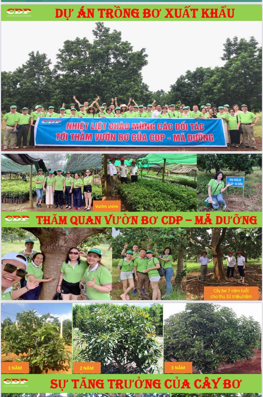 Hòa Bình: Giật mình với mức chia lợi nhuận “khủng” của CDP Toàn cầu