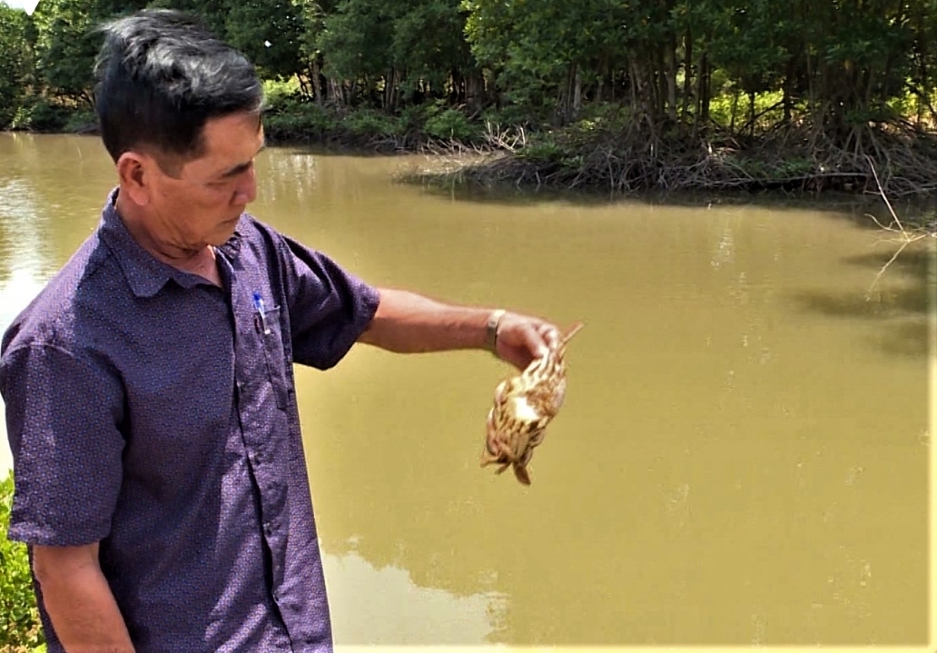 Cua nuôi chết bất thường, Chủ tịch tỉnh Cà Mau chỉ đạo khẩn