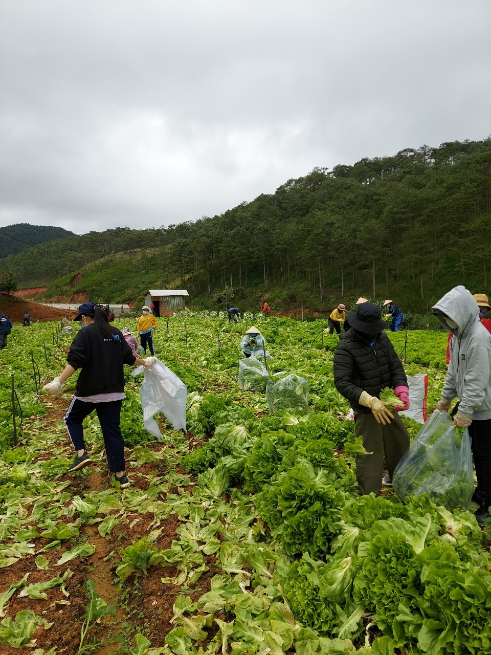 Tỉnh Lâm Đồng ủng hộ 6 nghìn tấn nông sản cho miền Nam chống dịch