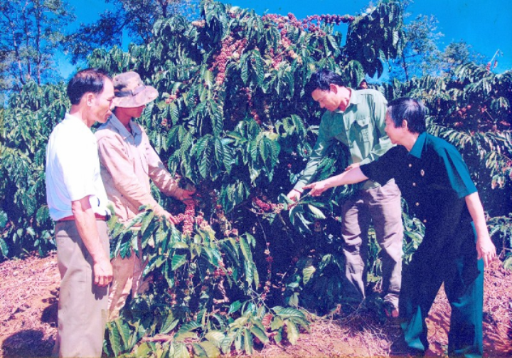 Vườn c&agrave; ph&ecirc; của &ocirc;ng Nguyễn Văn G&aacute;c