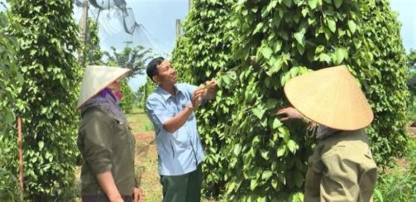 Vườn ti&ecirc;u của &ocirc;ng Ng&ocirc; C&ocirc;ng Đoan