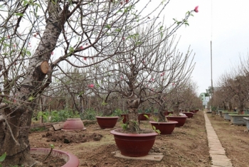 Đào Nhật Tân hứa hẹn được mùa