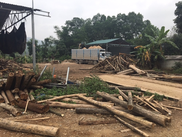 Thanh Hóa: Cần xử lý dứt điểm cơ sở nghiền dăm gỗ trái phép trên địa bàn huyện Như Thanh