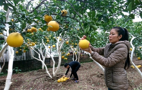 Trúng mùa bưởi Tết