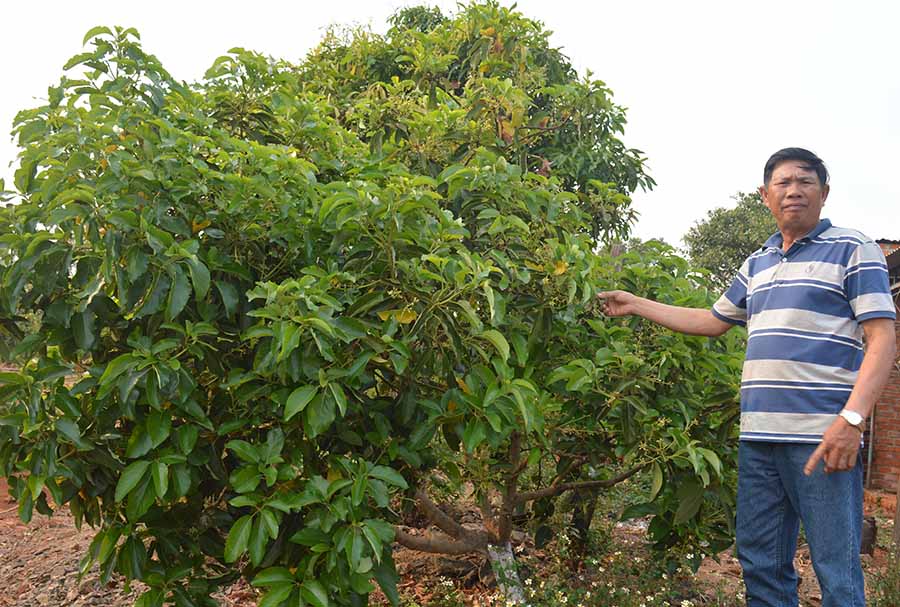 Vườn bơ của CCB Nguyễn Văn T&agrave;i