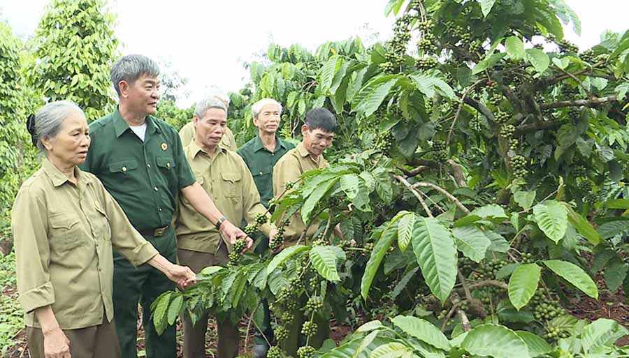 Vườn c&agrave; ph&ecirc; của CCB x&atilde; Ia Drăng