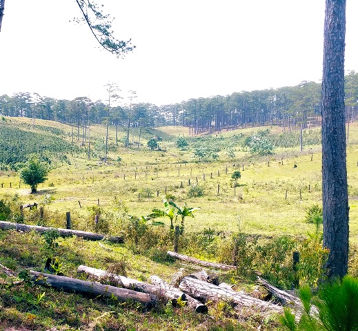 Những th&acirc;n gỗ bị triệt hạ vẫn c&ograve;n nằm ngổn ngang