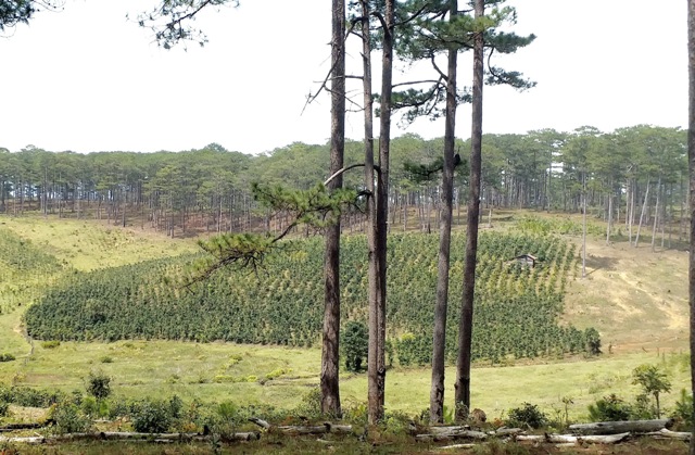 C&agrave; ph&ecirc; arabica hơn 5 tuổi tr&ecirc;n đất vốn l&agrave; những c&aacute;nh rừng đầu nguồn xanh tốt