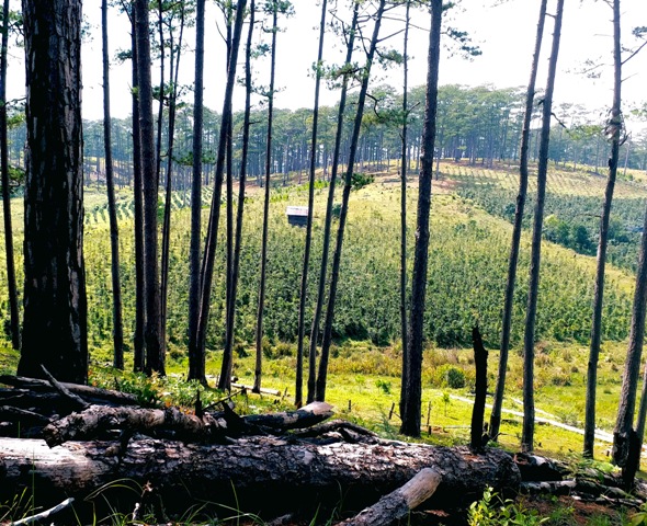 T&agrave;i nguy&ecirc;n rừng bị x&acirc;m hại nghi&ecirc;m trọng, thay v&agrave;o đ&oacute; l&agrave; nh&agrave; v&agrave; rẫy c&agrave; ph&ecirc;
