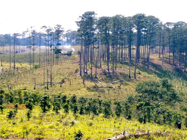 Cạo trọc những c&aacute;nh rừng th&ocirc;ng trung ni&ecirc;n kh&ocirc;ng phải trong ng&agrave;y một, ng&agrave;y hai