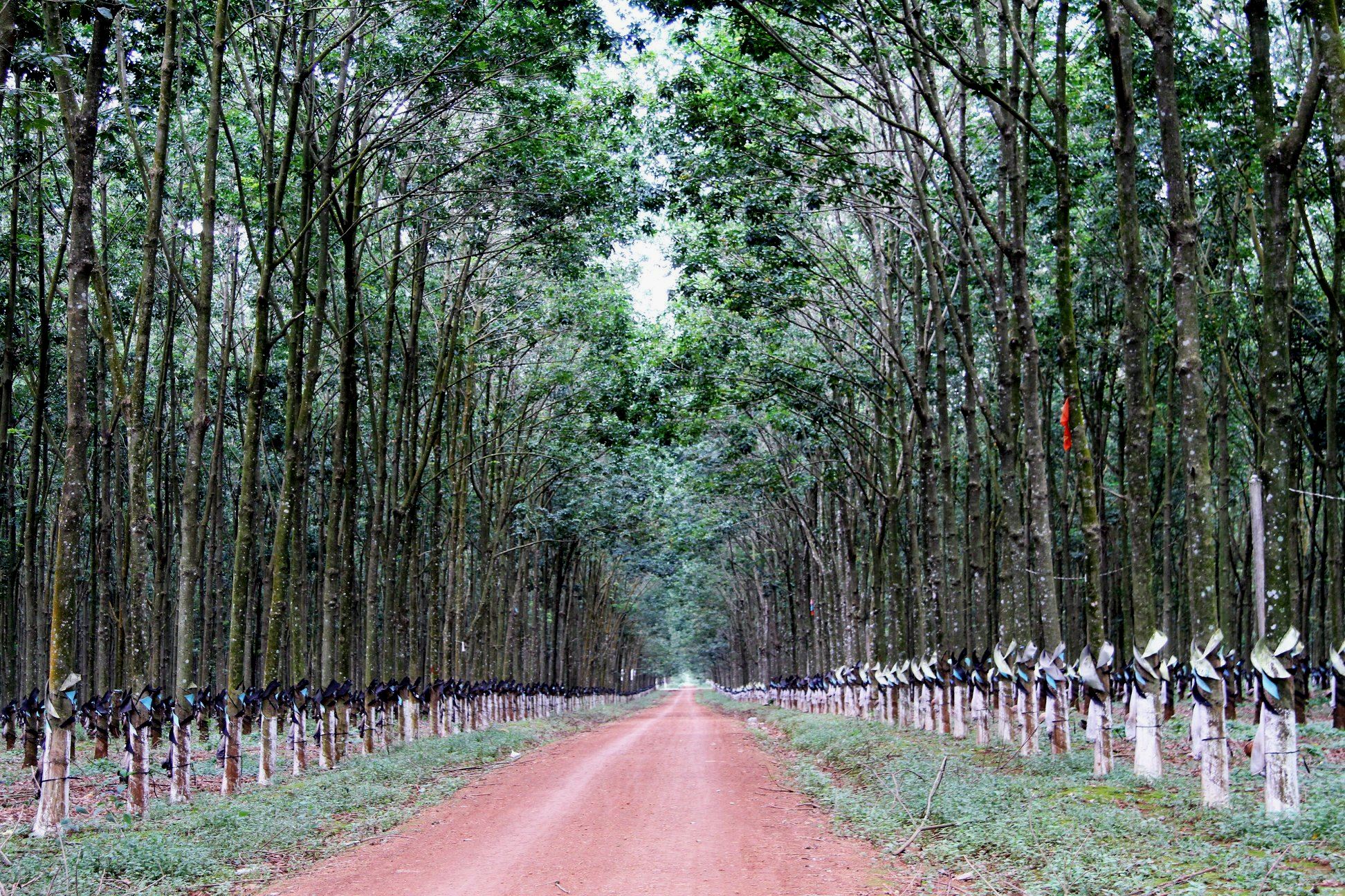 Rừng cao su ở Gia Lai