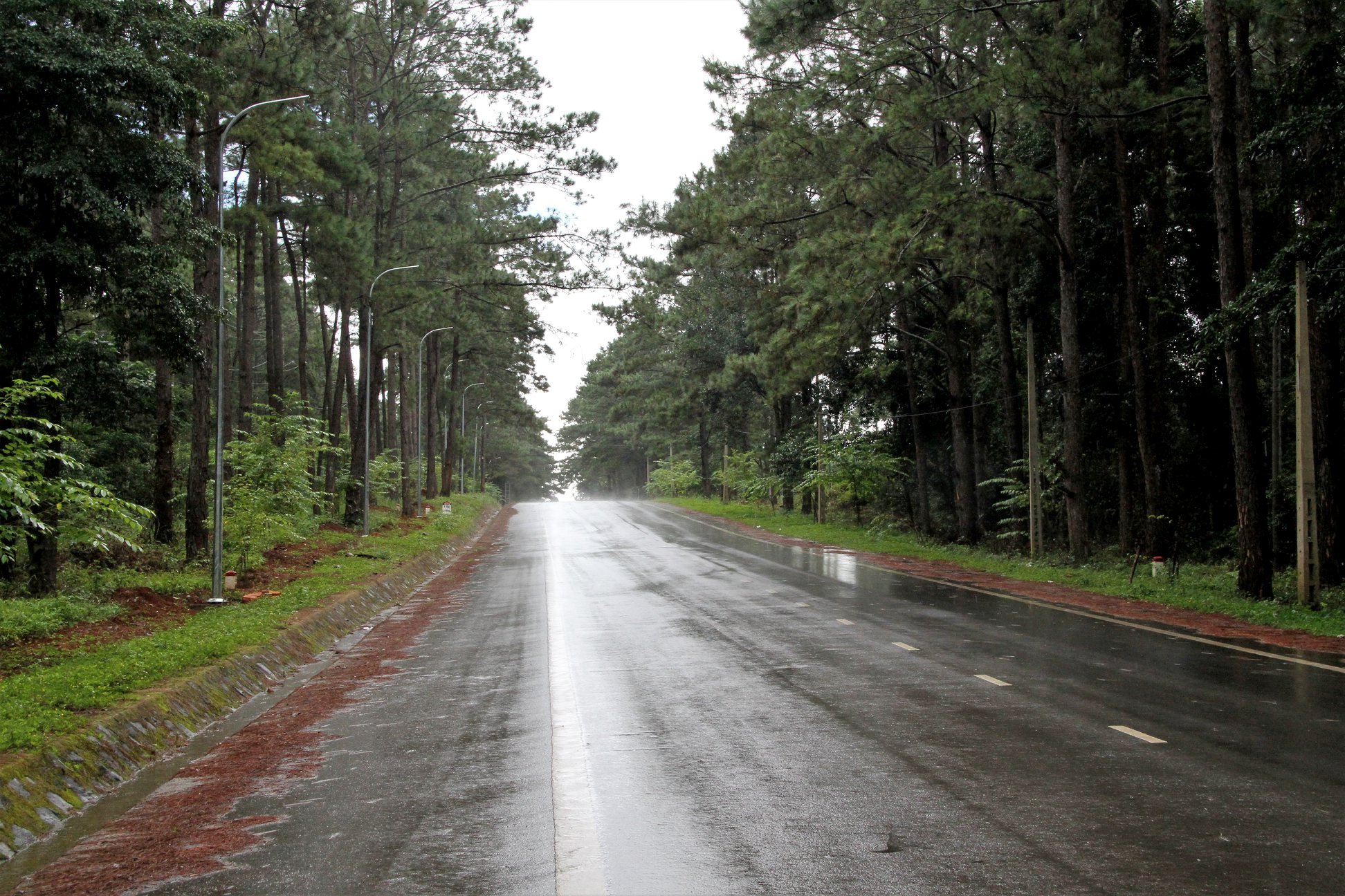 Rừng th&ocirc;ng sau cơn mưa