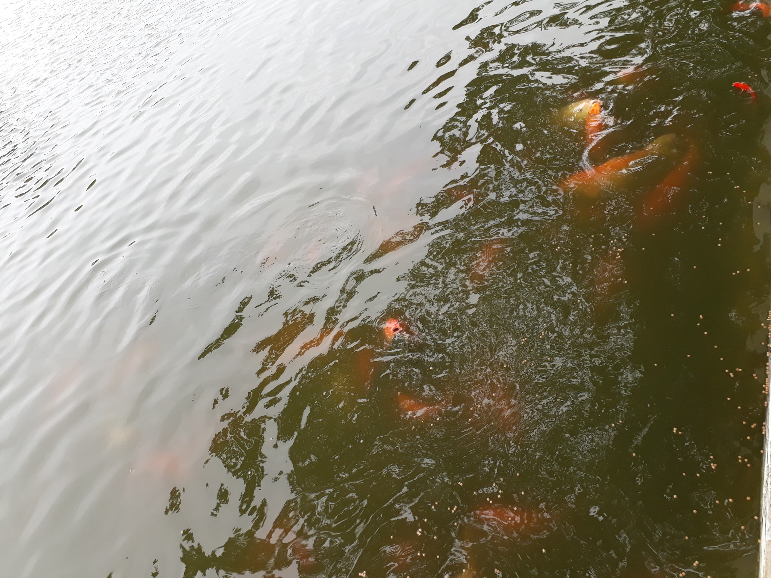 H&agrave;ng trăm con c&aacute; v&agrave;ng dưới Thủy đ&igrave;nh. (Ảnh: Q.H)