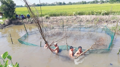 Về quê bắt cá đồng