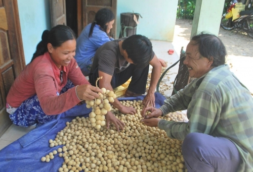 Trái bòn bon xóa nghèo ở Phú Mưa