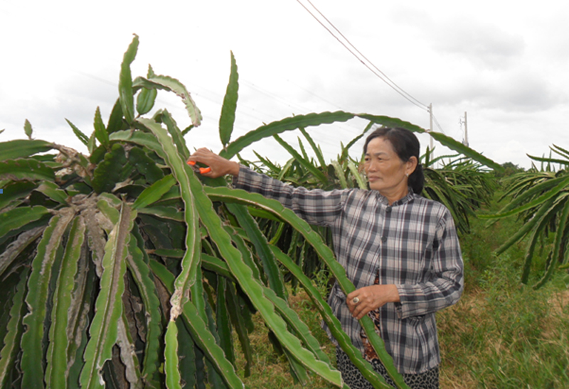 B&agrave; V&otilde; Thị T&acirc;m chăm s&oacute;c thanh long