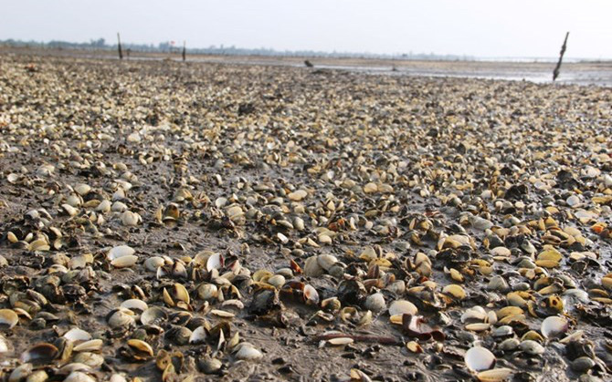 Nghệ An: Ngao chết hàng loạt, người nuôi bị thiệt hại nặng nề