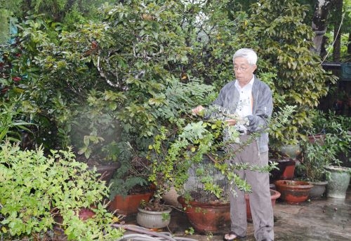 Niềm say mê với cây thuốc Nam