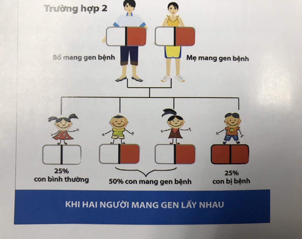 Cơ chế di chuyển của bệnh tan m&aacute;u bẩm sinh, khi cả hai bố mẹ mang gen thalassemia