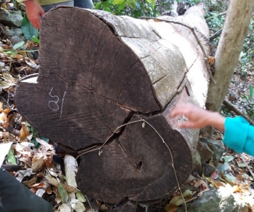 Đề nghị xử lý vụ phá rừng quy mô lớn ở tỉnh Đắk Nông