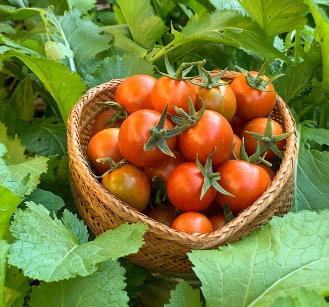 Vườn rau củ xum xu&ecirc; tr&aacute;i của cặp nghệ sĩ.