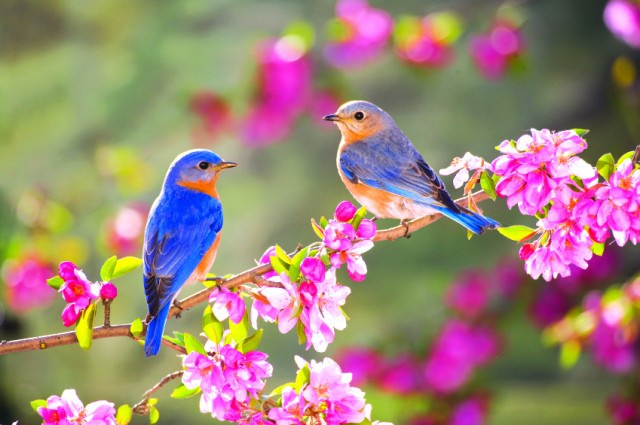 Tử vi Chủ nhật ngày 1/3: Thiên Bình cảm thấy bế tắc, Song Ngư thảnh thơi