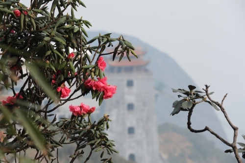 Fansipan mùa hoa nở trong mây