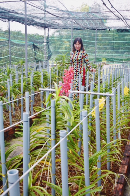 Chị B&iacute;ch Hậu kiểm tra m&ocirc; h&igrave;nh trồng thử nghiệm lan Mokara tại Trung t&acirc;m C&ocirc;ng nghệ sinh học