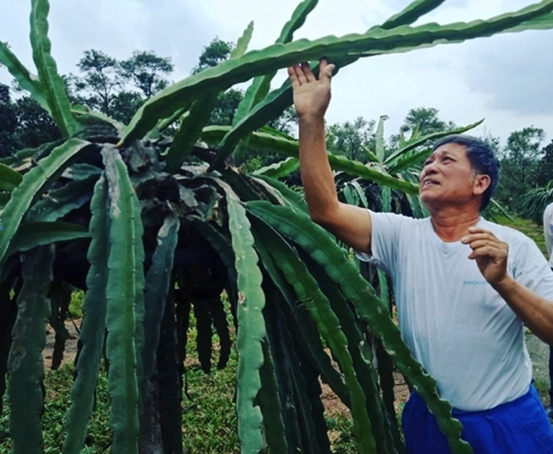 Làm giàu từ trồng thanh long ruột đỏ