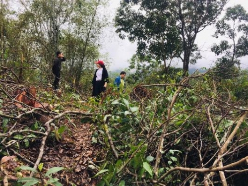 Huyện Bá Thước (Thanh Hoá): Gỗ lim tiếp tục bị đốn hạ trái phép