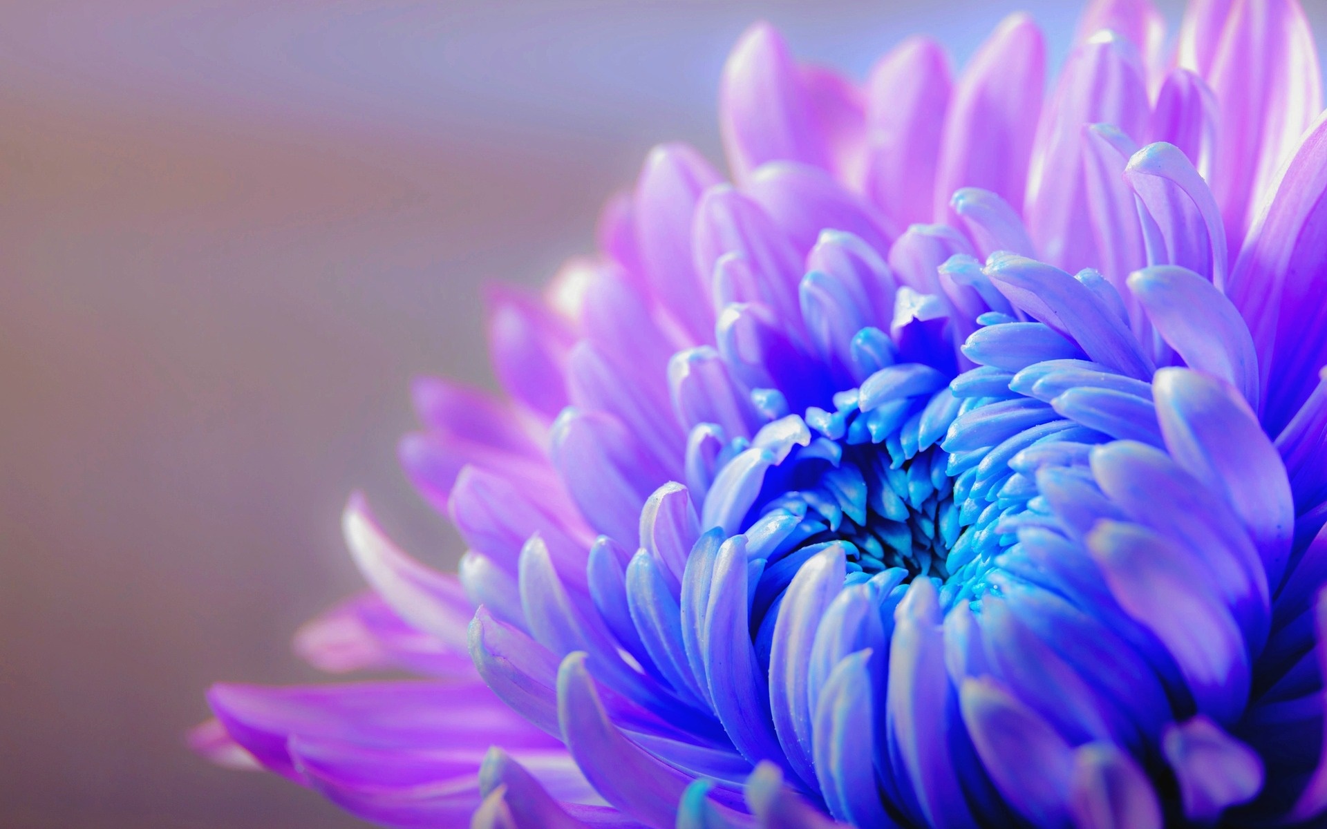 Tử vi thứ Ba 10/3: Song Tử may mắn về tài lộc, Nhân Mã đầy ắp tâm sự