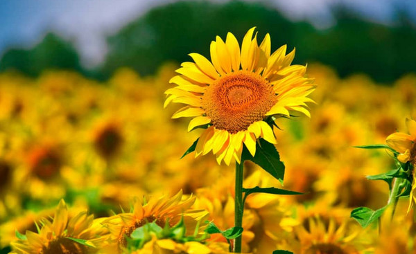 Tử vi thứ Sáu 13/3: Bảo Bình bội thu thành tích, Sư Tử tình yêu thăng hoa