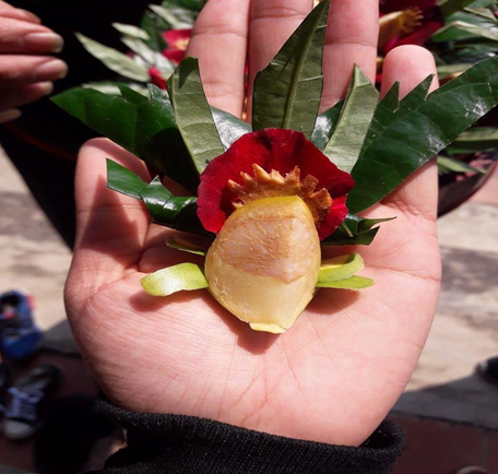 Trầu t&ecirc;m c&aacute;nh phượng. Ảnh Minh Hy