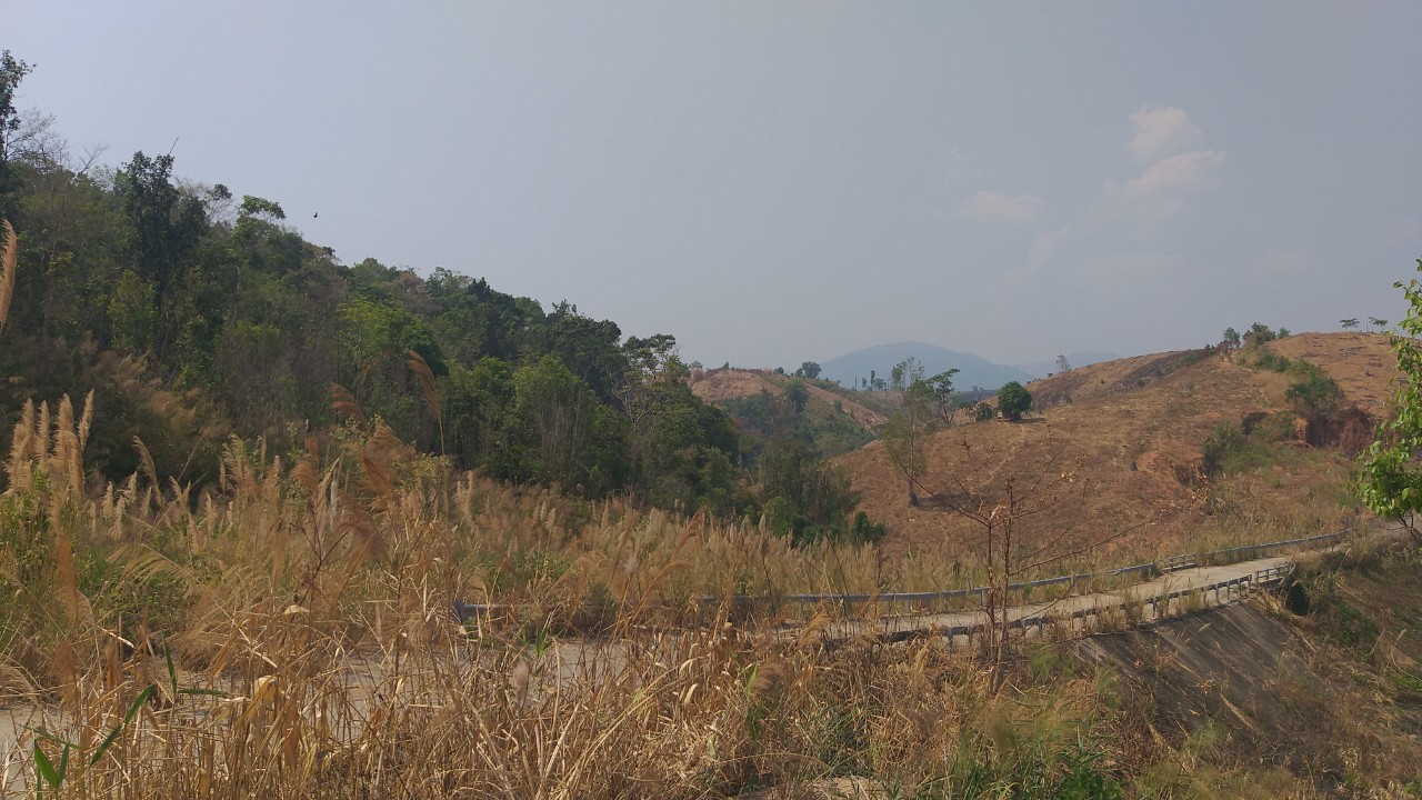 Bạt ng&agrave;n rừng tự nhi&ecirc;n bị t&agrave;n ph&aacute;