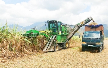 Phát triển ngành mía đường tương xứng với tiềm năng