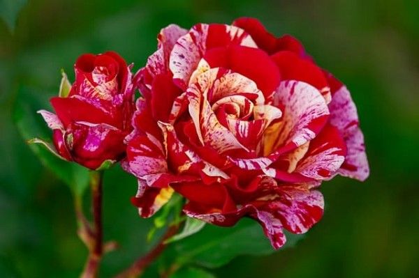 Xem tử vi thứ Sáu 20/3/2020 của 12 cung hoàng đạo: Song Ngư bội thu tài lộc, Sư Tử mãn nguyện và hạnh phúc