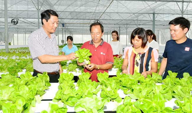 Trồng rau bằng c&ocirc;ng nghệ cao