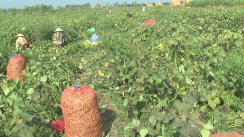 Huyện Tam Nông, tỉnh Đồng Tháp: Chuyển đổi cây trồng, nâng cao hiệu quả