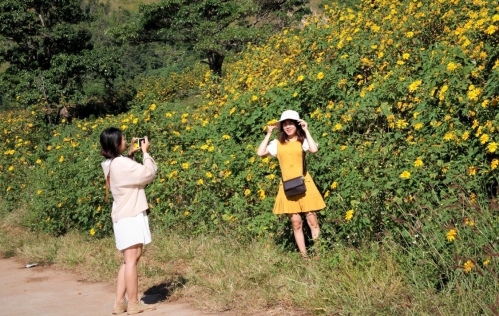 Dã quỳ vàng rực bước tôi đi