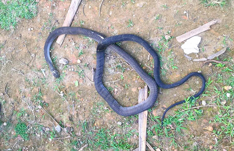 Con rắn hổ mang ch&uacute;a d&agrave;i 2,5m, nặng 2,6kg.