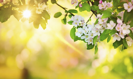Tử vi thứ Tư ngày 1/4/2020 của 12 con giáp: Tuổi Thìn thần tài ‘gõ cửa’, Thân điềm báo dễ gặp tiểu nhân