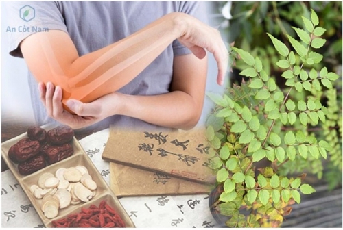 Bài thuốc nam dân gian chữa bệnh viêm khớp