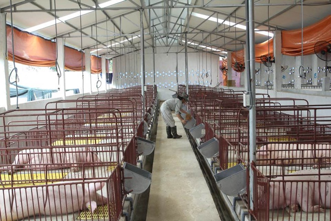 Phát triển ngành chăn nuôi bền vững để ổn định giá thành