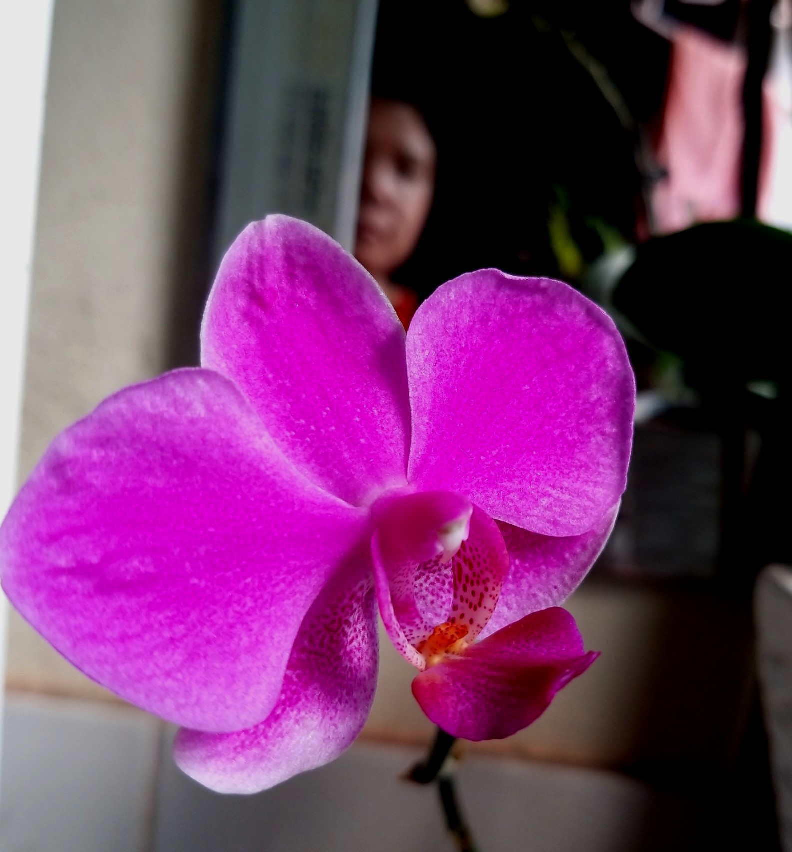 Đêm qua một giấc mơ về…