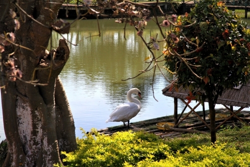 Đêm qua một giấc mơ về…