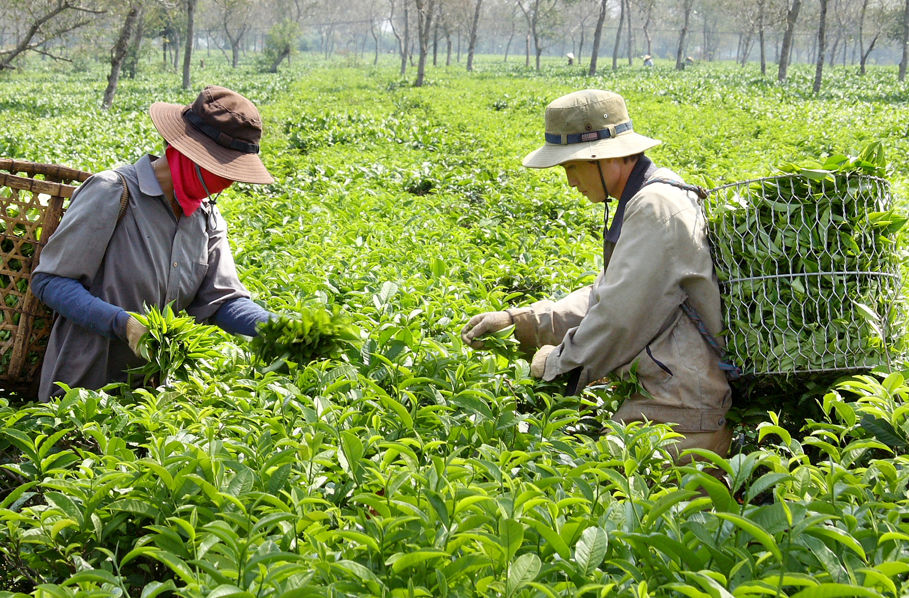 Đồi ch&egrave; thuộc Đồn điền ch&egrave; Catecka (nay l&agrave; C&ocirc;ng ty Ch&egrave; B&agrave;u Cạn)