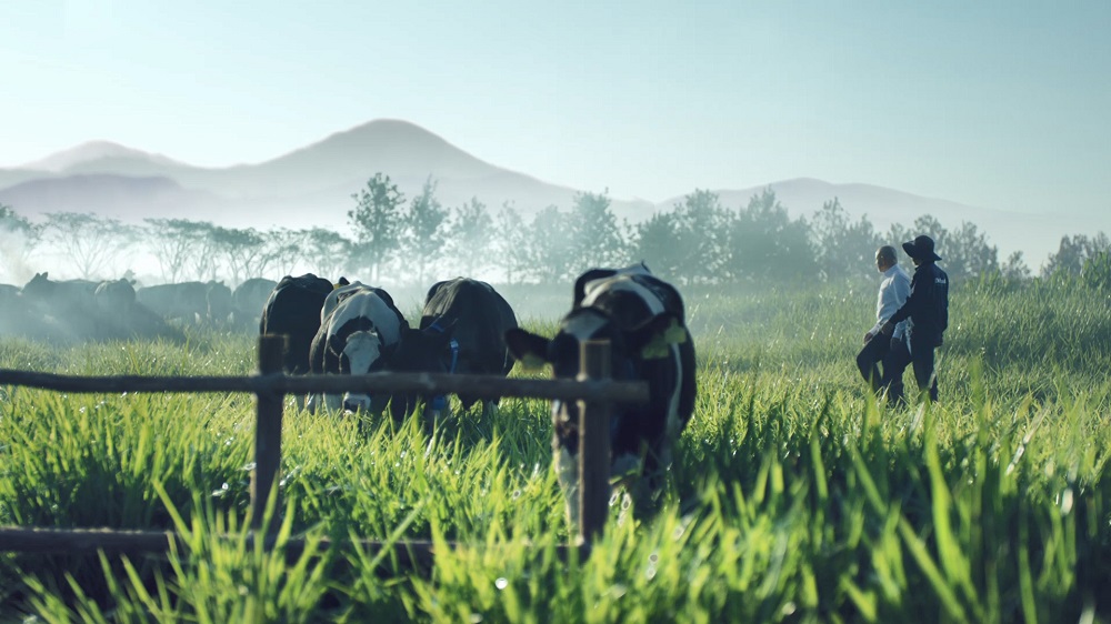 Dalatmilk &ndash; &ldquo;Di sản từ cao nguy&ecirc;n&rdquo; - sở hữu trang trại b&ograve; sữa v&agrave; khu&ocirc;n vi&ecirc;n nh&agrave; m&aacute;y sữa đẹp v&agrave; thơ mộng hiếm thấy