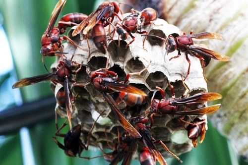 Người phụ nữ ở Quảng Ninh nguy kịch vì bị ong vò vẽ đốt