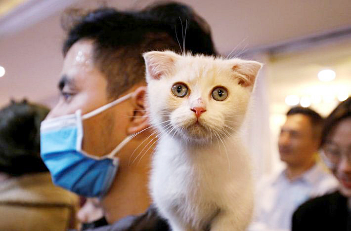 Lần đầu ti&ecirc;n Mỹ ph&aacute;t hiện m&egrave;o bị nhiễm Covid-19