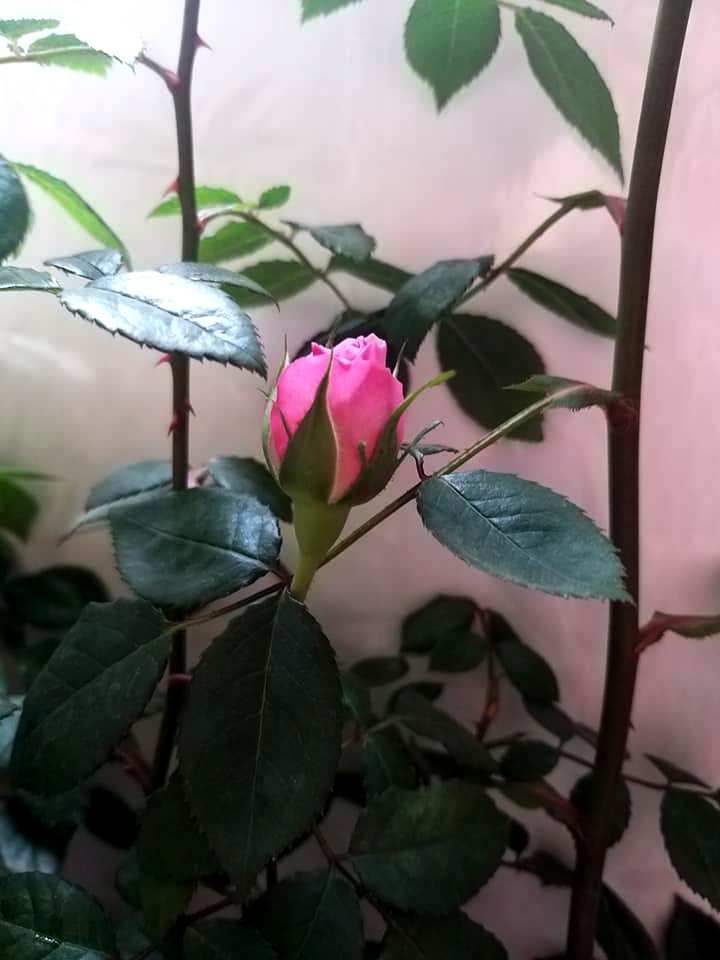 Chiều nay thương nhớ dâng đầy